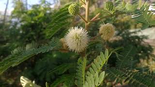 Leucaena leucocephala a useful tropical tree wild vegetable [upl. by Atiragram]