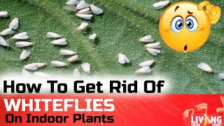 How to get rid of WHITE FLIES on Indoor Plants  Quick Fix [upl. by Melia]