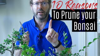 Bonsai Care  How to prune your Bonsai tree  Part 1 [upl. by Downey]