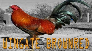 Wingate Brownred Fowls [upl. by Dachia482]