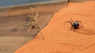 Brazilian Wandering Spider vs Black Widow [upl. by Ameh486]