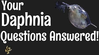 Daphnia Questions Answered [upl. by Kerekes]