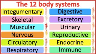 12 Organ Systems  Roles amp functions  Easy science lesson [upl. by Higbee]