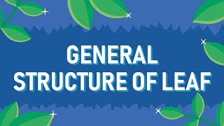 General Structure of Leaf [upl. by Volney]