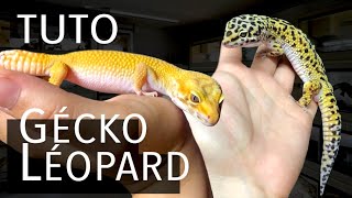 TUTO installer un gecko léopard [upl. by Launcelot200]