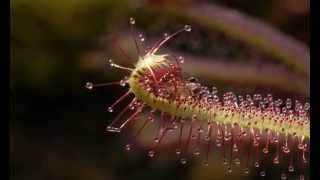 Midge on Drosera capensis Sundew mov [upl. by Grissel]