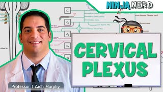 Neurology  Cervical Plexus [upl. by Etolas]