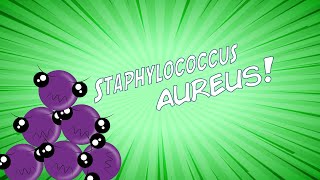 ¡Staphylococcus aureus en 8 minutos [upl. by Tulley]