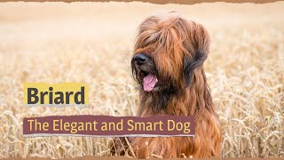 Briard – The Elegant and Smart Dog [upl. by Siana694]