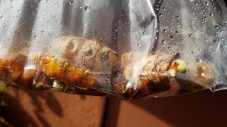 Growing Turmeric from Rhizomes Days 014 [upl. by Gainor]