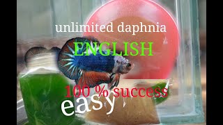 daphnia moina culture Easy way Unlimited production English  with sub Green water Chlorella [upl. by Estus677]