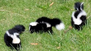 15 Amazing facts about the Skunk [upl. by Collayer705]