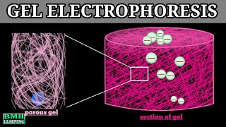 Gel Electrophoresis  Principle Of Electrophoresis [upl. by Unhsiv]