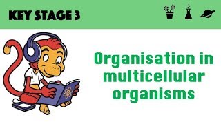 Organisation in multicellular systems [upl. by Frulla127]