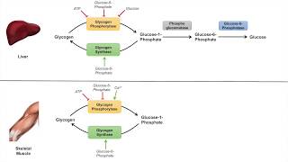 Glycogen Metabolism  Glycogenolysis  Pathway Enzymes and Regulation [upl. by Mieka]