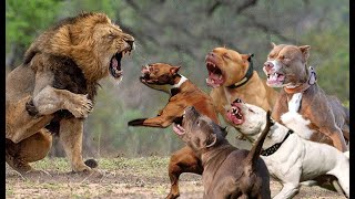 5 Pitbull VS Lion Real Fight  Trained Pitbull Dogs Against Lion [upl. by Aipmylo]