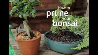 Bonsai Basics How to Prune Your Bonsai [upl. by Enaled]