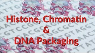 Histone  Chromatin  Nucleosome  DNA Packaging [upl. by Eramal]