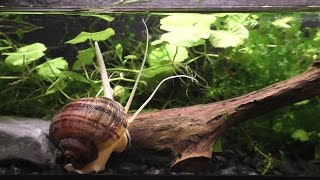 The Strange And Beautiful Mystery Snail [upl. by Lidaa]