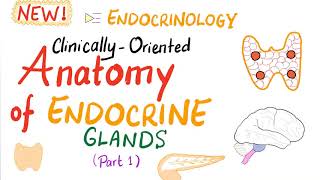 Endocrine System  ClinicallyOriented Anatomy Part 1  Endocrinology Series [upl. by Meean]