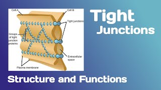 Tight junctions Structure and Functions [upl. by Bloxberg]