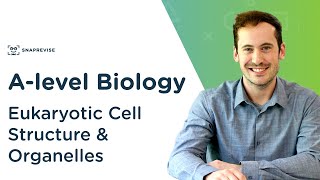 Eukaryotic Cell Structure amp Organelles  Alevel Biology  OCR AQA Edexcel [upl. by Gennie665]