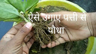 How to grow patharchattaBryophyllum pinnatum [upl. by Suiratnauq]