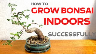 How to grow Bonsai trees indoors successfully [upl. by Gothard433]