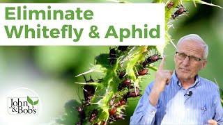 Organic Pest Control  Whitefly and Aphid No Insecticide [upl. by Lenora]