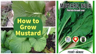 Growing Mustard Greens  How To Grow Mustard  Florida Broad Leaf Indian [upl. by Bore468]