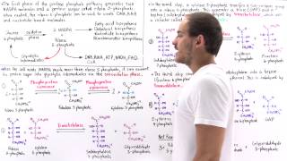 Nonoxidative Phase of Pentose Phosphate Pathway [upl. by Camilo574]