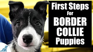 Border Collie Puppy Training  10 Skills To TEACH FIRST [upl. by Arocat]