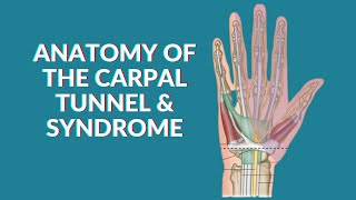 The Carpal Tunnel easiest way to learn  Anatomy [upl. by Shellans411]