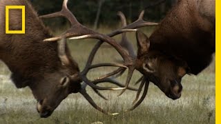 The Yearly Elk Brawl  Untamed Americas [upl. by Dillie]