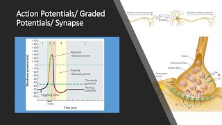 Action Potentials and Graded Potentials [upl. by Eissac]