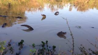 Caiman bellowing Pantanal [upl. by Adlanor294]