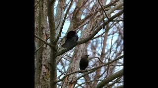 Brownheaded Cowbird Calling  Bird Calls and Sounds  A Bird Sitting In A Tree  shorts [upl. by Ttik391]