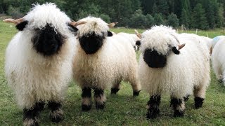 Valais Blacknose Sheep  World’s Cutest Sheep [upl. by Ithaman]