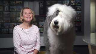 O is for Old English Sheepdog [upl. by Mahan]