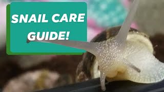 Land Snail Care Guide Garden Snail 101 [upl. by Casteel]