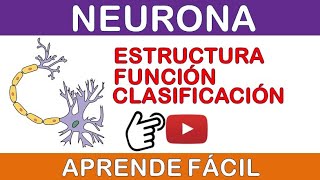 NEURONA ESTRUCTURA FUNCIÓN CLASIFICACIÓN ¡FÁCIL Y SENCILLO [upl. by Riha261]