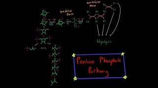 Pentose Phosphate Pathway EVERYTHING YOU NEED TO KNOW BIOCHEMISTRY MCAT [upl. by Leakcim541]