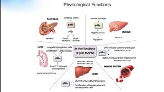 P38 signaling pathway Creative Diagnostics [upl. by Anawat640]