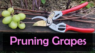 How To Prune Grape Vines  Easy Cane Method [upl. by Gnak]