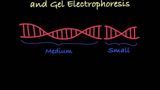 Gel Electrophoresis Explained [upl. by Morgen]