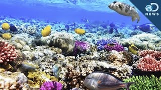 What Are Coral Reefs And Whats Their Purpose [upl. by Granny]