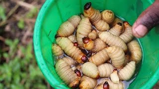 BUGSfeed Preparing and cooking palm weevil larvae [upl. by Bunde911]