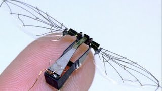 Robotic insect worlds smallest flying robot makes first flight [upl. by Aid]