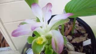 Turmeric in bloom and how to grow this spice [upl. by Ambrosia]