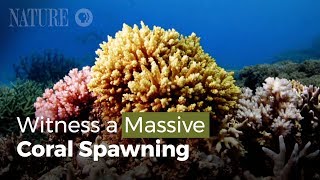 Witness a Massive Coral Spawning [upl. by Margherita]